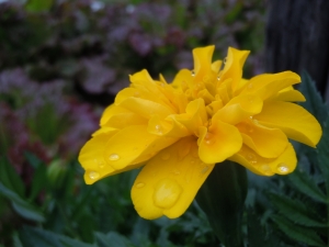 Marigolds in the garden