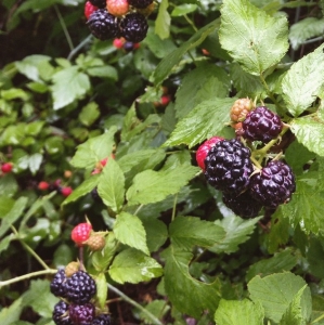 Black raspberries