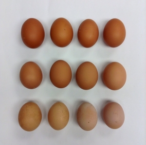 Eggs