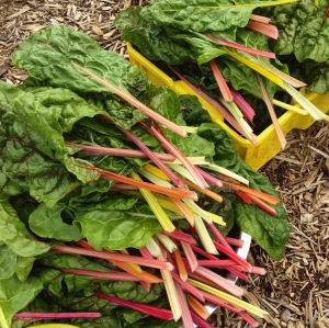 Swiss chard