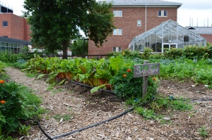 Swiss chard