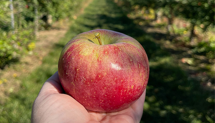 someone holds an apple in an orchard