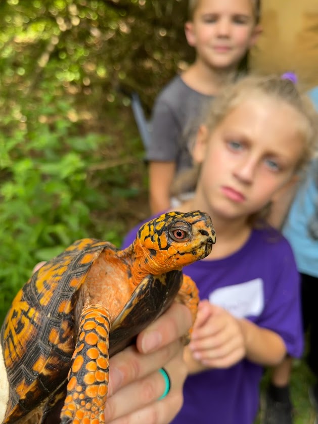 Box Turtle being held and shown to small girl.