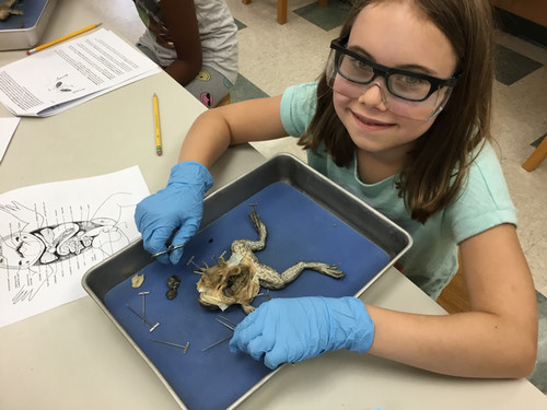 Girl in lab dissecting a frog
