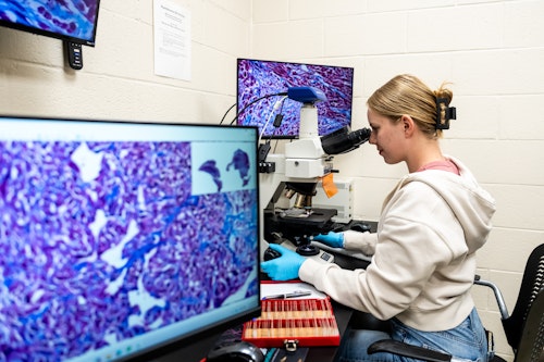 A students at a microscope. 