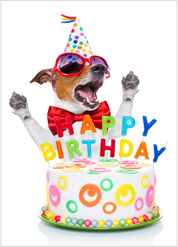 A dog wearing sunglasses sitting with a cake that says "HAPPY BIRTHDAY."