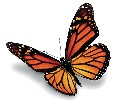 Monarch butterfly