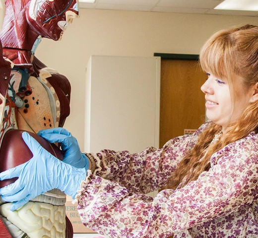 Female student working on lifesize human anatomy model