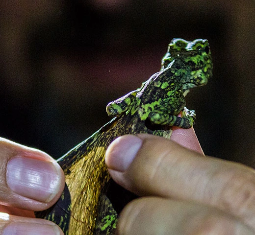 hands holding a frog 