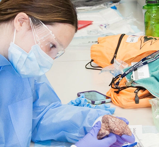 A student studying the brain. 